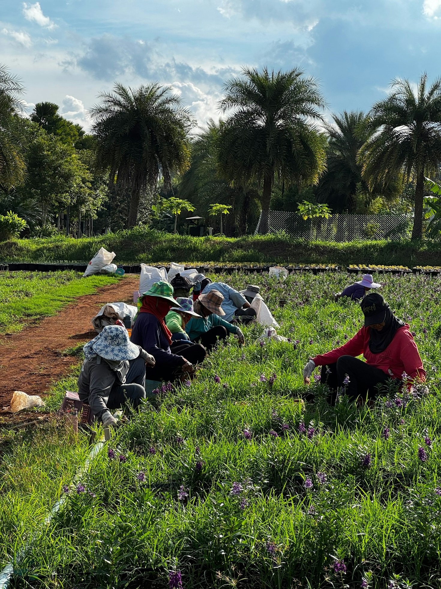 Why Organic Foods Are the Key to a Healthier Tomorrow