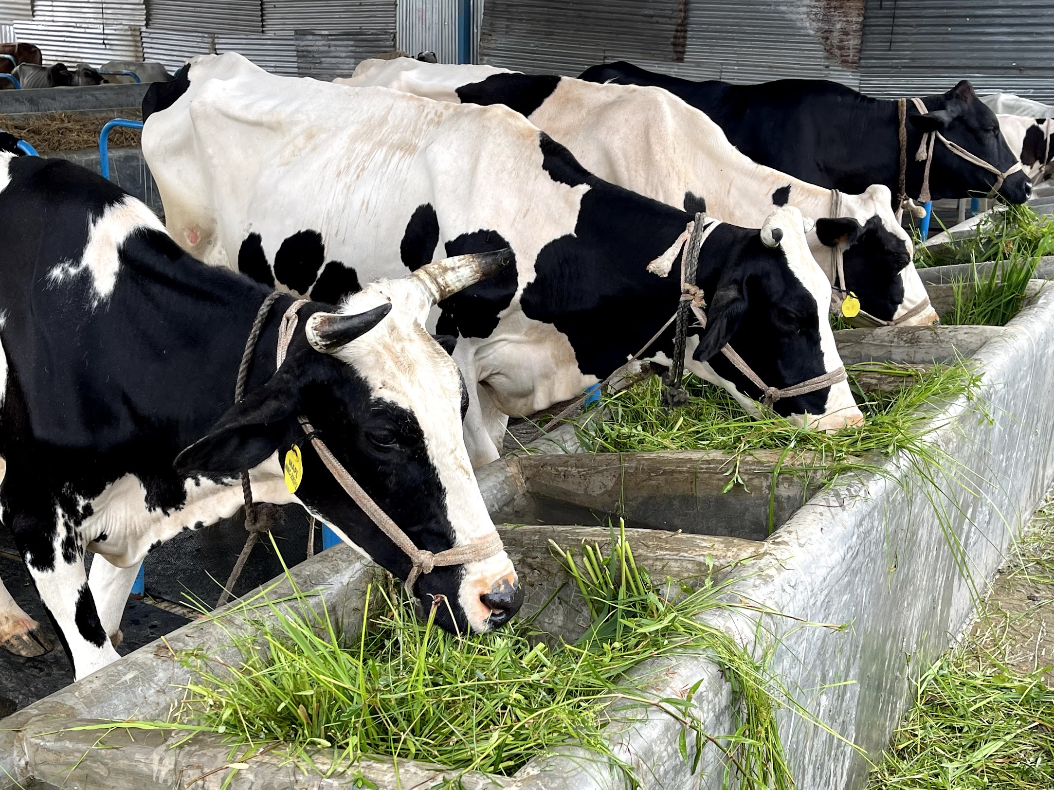 MAPL’s Simple and Sustainable Dairy Farming Guide Today
