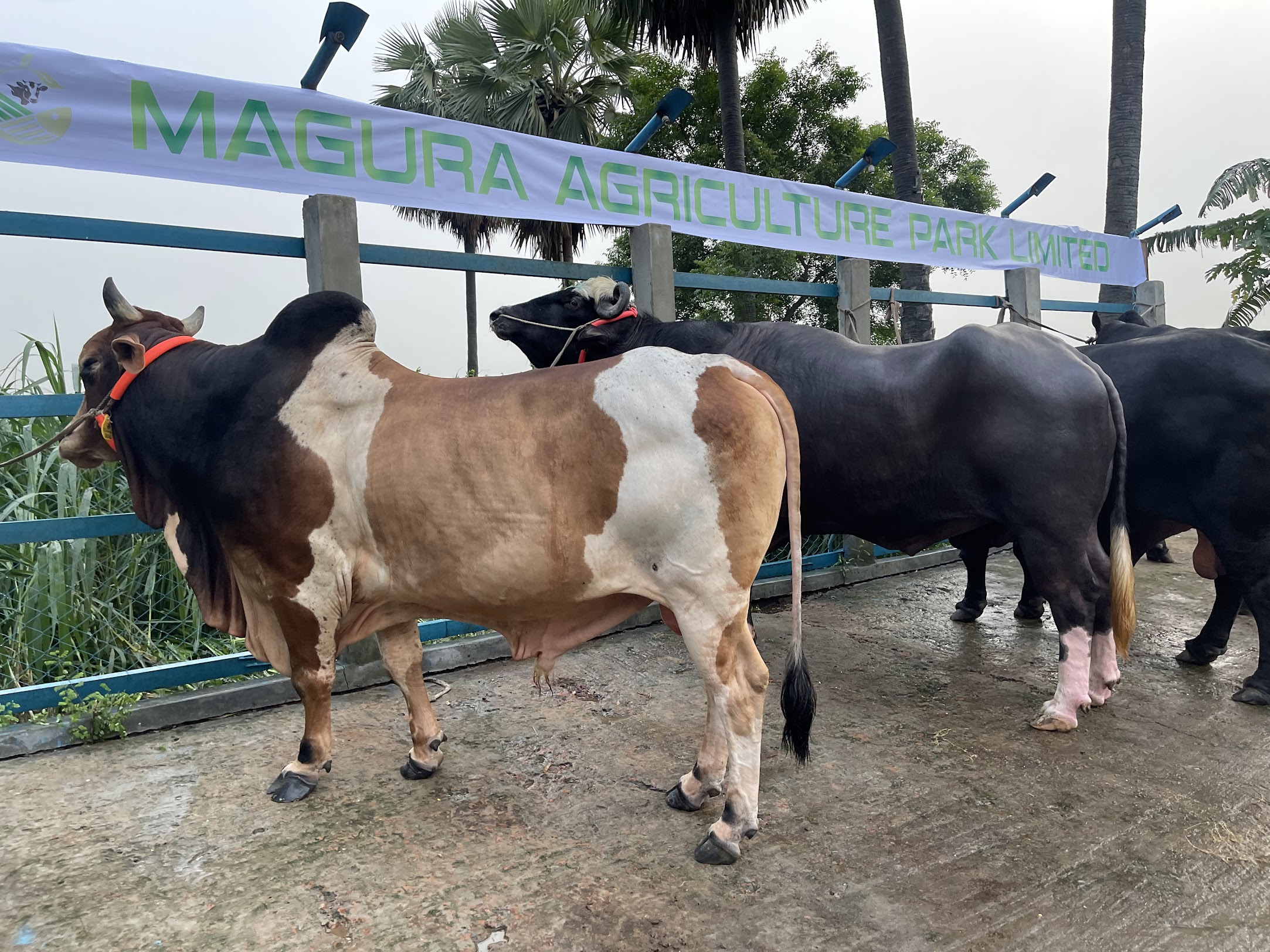 Tonne Collection of Magura Agro